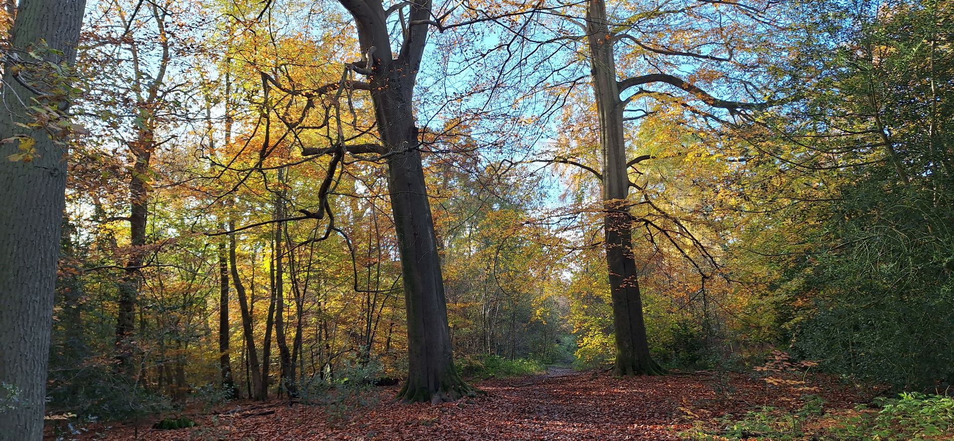 Woods in Autumn (2)